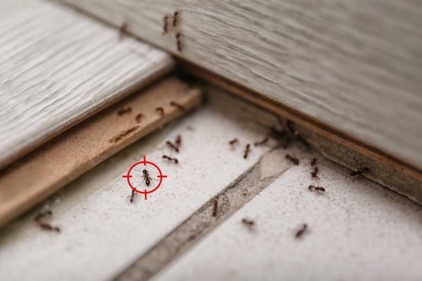 Best Ant Control Services  in Spencerville, NM