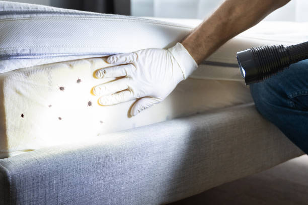 Best Emergency Pest Control  in Spencerville, NM