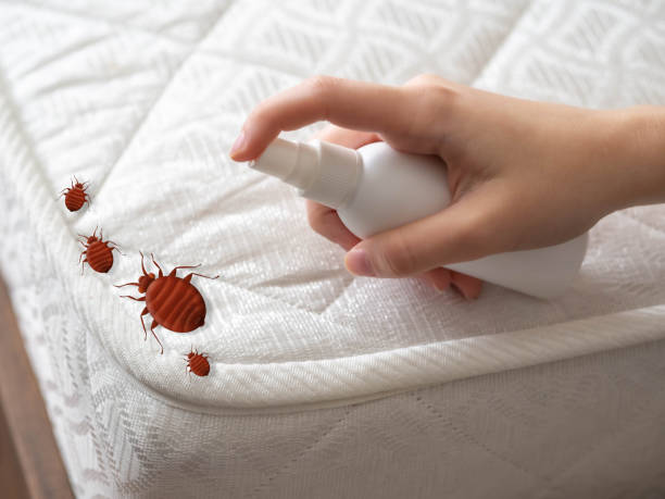 Best Residential Pest Control  in Spencerville, NM