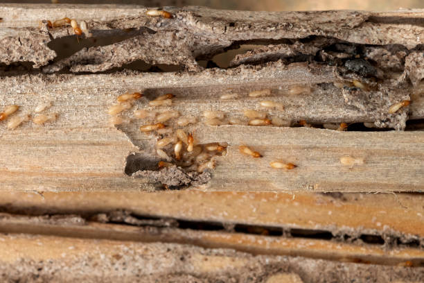 Best Pest Prevention Services  in Spencerville, NM